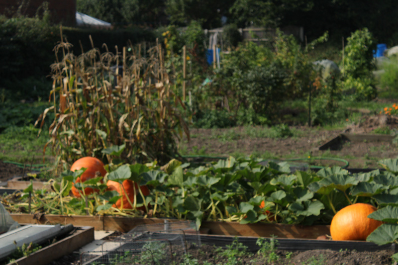 Bawtry Allotments